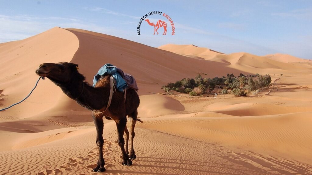 best sahara tours from marrakech